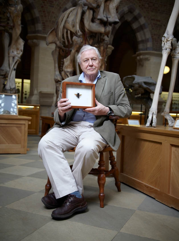 David Attenborough in the Museum with Wallace's Giant Bee