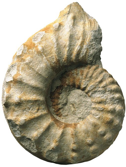 L-Cretaceous-ammonite